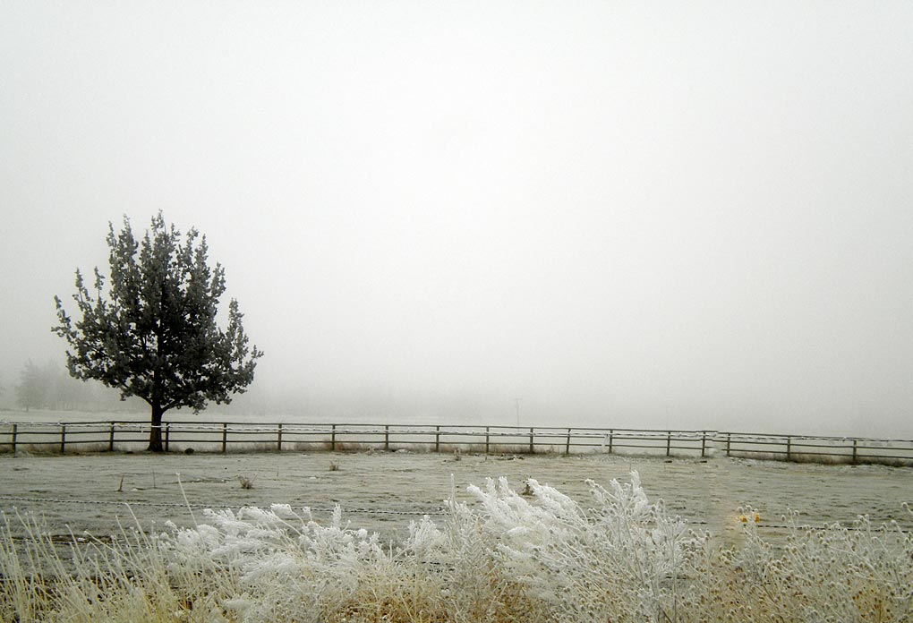 Winter Tree In Field