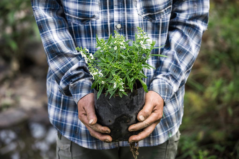 Tree On Man Hands