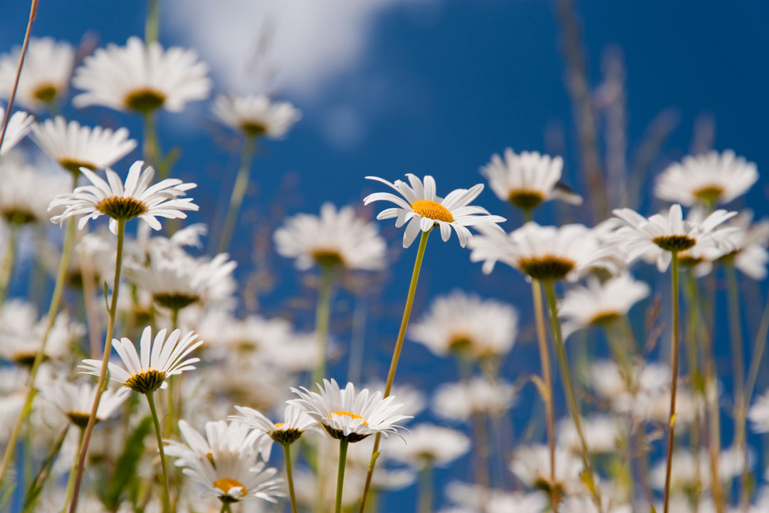 Daisies Spring Season