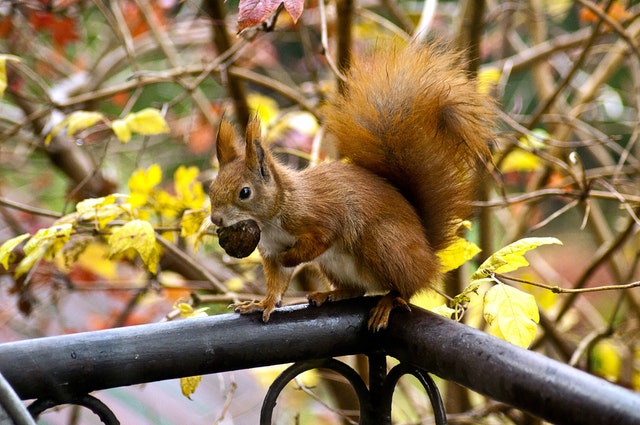 Ginger Squirrel 16484